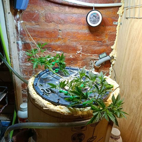 Satélite - clone factory growlog timeline photo