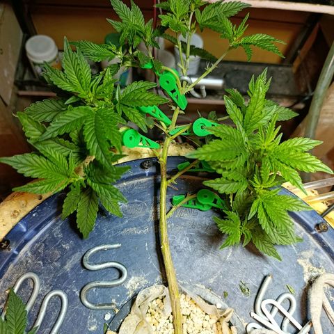 Satélite - clone factory growlog timeline photo