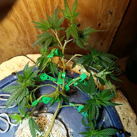 Satélite - clone factory growlog timeline photo