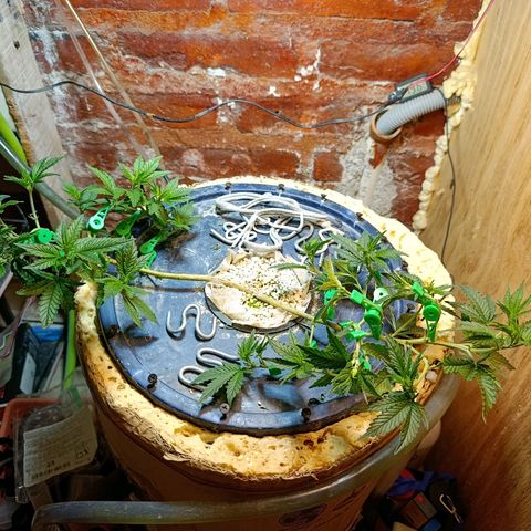 Satélite - clone factory growlog timeline photo