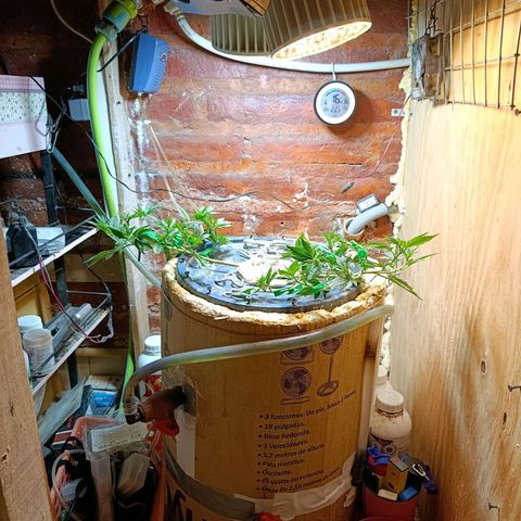 Satélite - clone factory growlog timeline photo