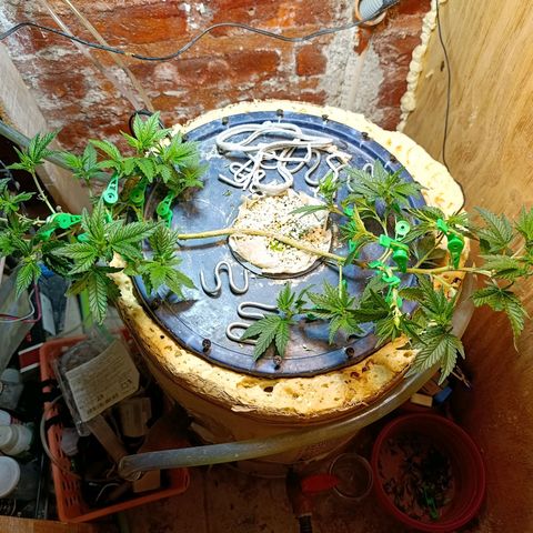 Satélite - clone factory growlog timeline photo