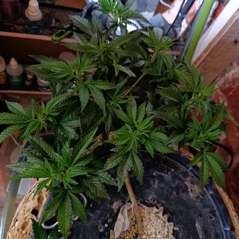Satélite - clone factory growlog timeline photo