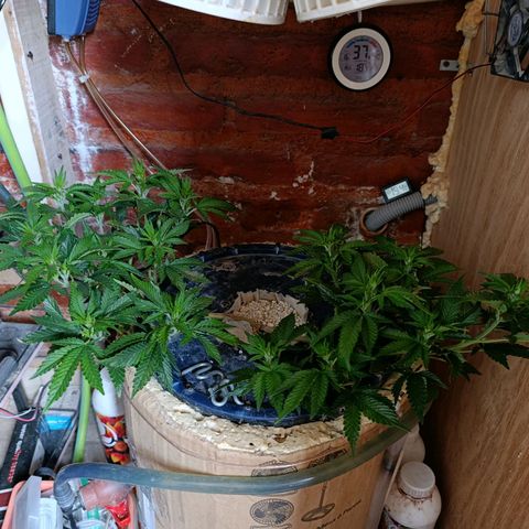 Satélite - clone factory growlog timeline photo