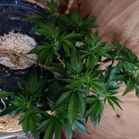 Satélite - clone factory growlog timeline photo