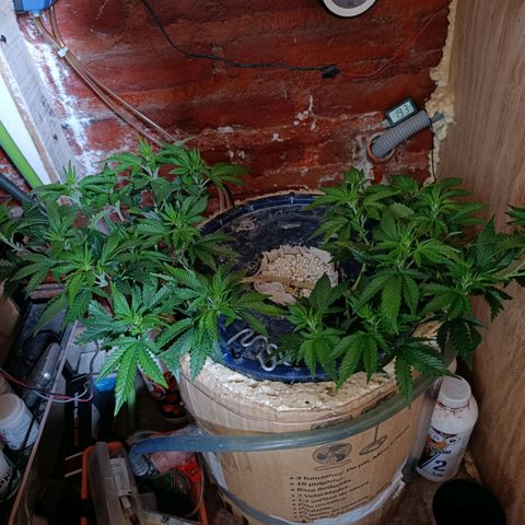 Satélite - clone factory growlog timeline photo