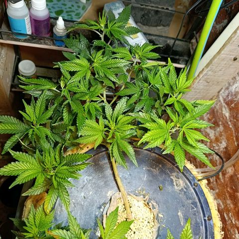Satélite - clone factory growlog timeline photo