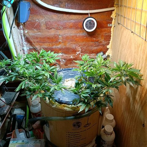 Satélite - clone factory growlog timeline photo