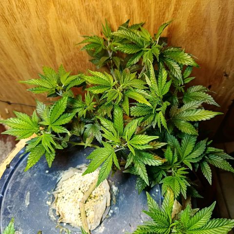 Satélite - clone factory growlog timeline photo