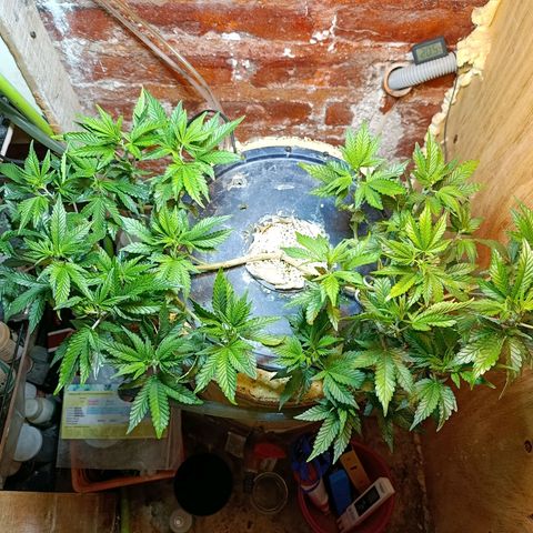 Satélite - clone factory growlog timeline photo