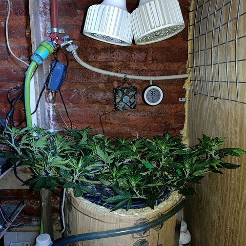 Satélite - clone factory growlog timeline photo