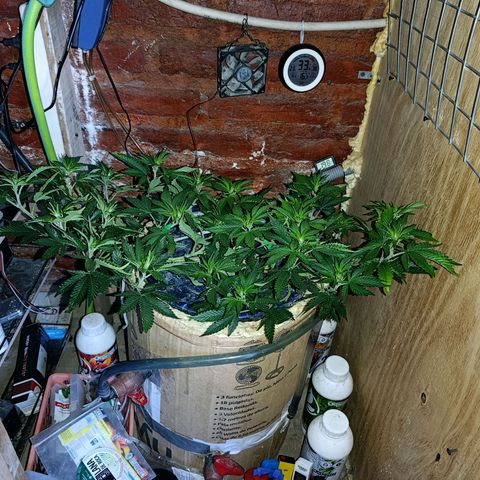 Satélite - clone factory growlog timeline photo