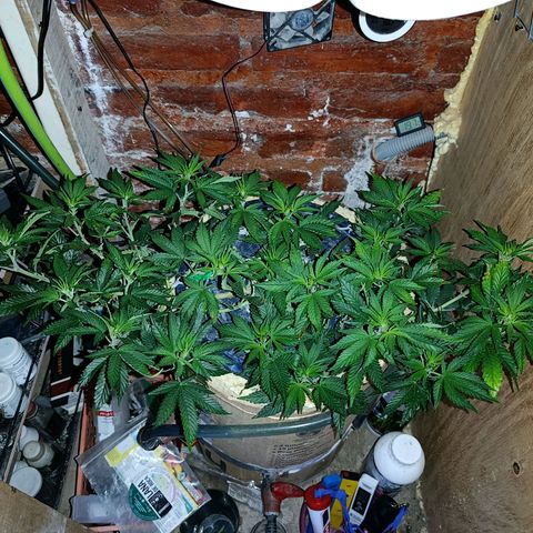 Satélite - clone factory growlog timeline photo