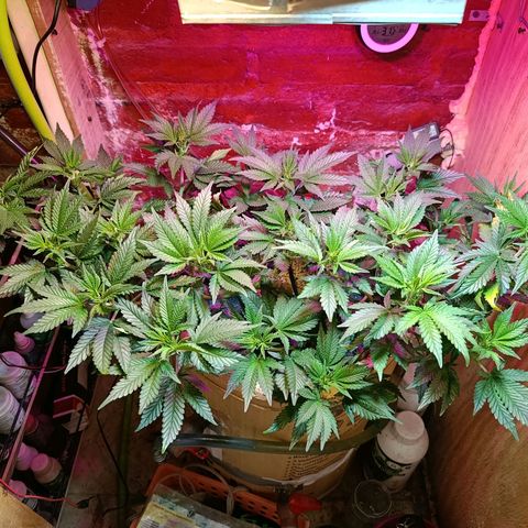 Satélite - clone factory growlog timeline photo