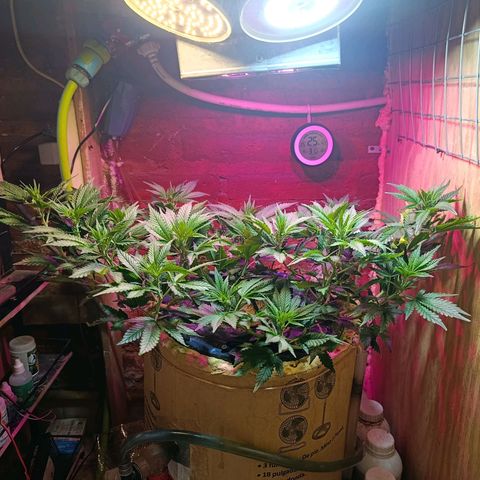 Satélite - clone factory growlog timeline photo