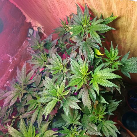 Satélite - clone factory growlog timeline photo