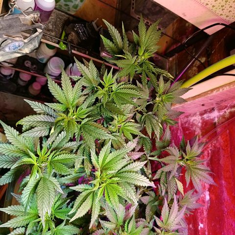 Satélite - clone factory growlog timeline photo
