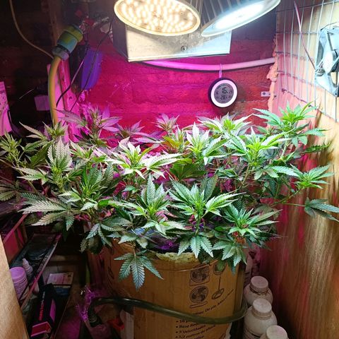 Satélite - clone factory growlog timeline photo