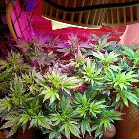 Satélite - clone factory growlog timeline photo
