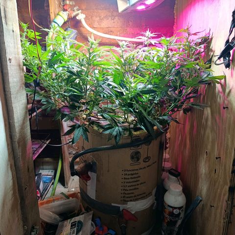 Satélite - clone factory growlog timeline photo