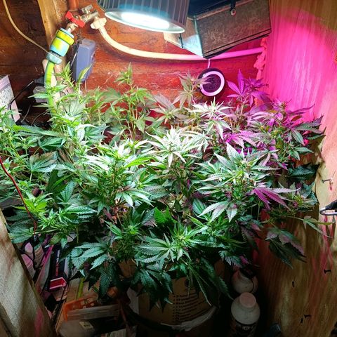 Satélite - clone factory growlog timeline photo