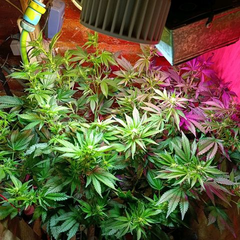 Satélite - clone factory growlog timeline photo