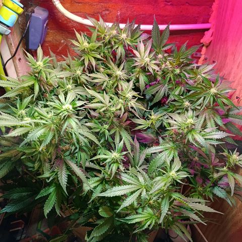 Satélite - clone factory growlog timeline photo