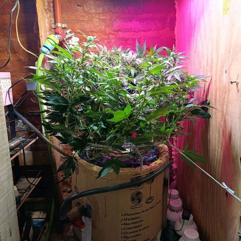Satélite - clone factory growlog timeline photo