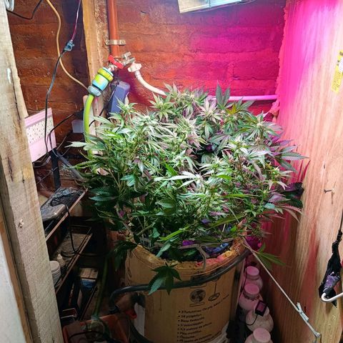 Satélite - clone factory growlog timeline photo