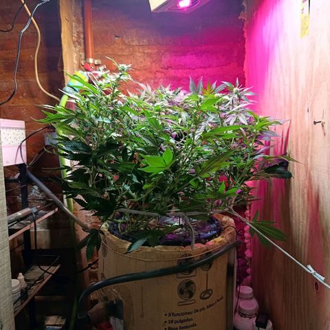 Satélite - clone factory growlog timeline photo
