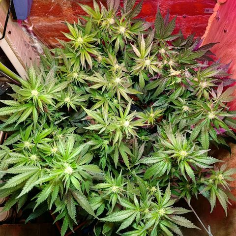 Satélite - clone factory growlog timeline photo