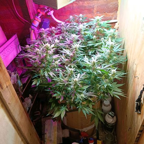 Satélite - clone factory growlog timeline photo