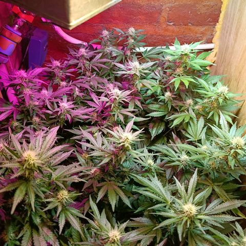 Satélite - clone factory growlog timeline photo