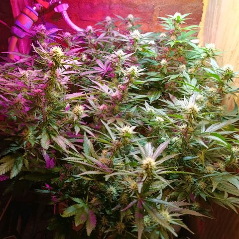 Satélite - clone factory growlog timeline photo
