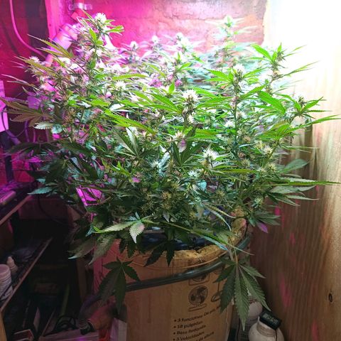 Satélite - clone factory growlog timeline photo