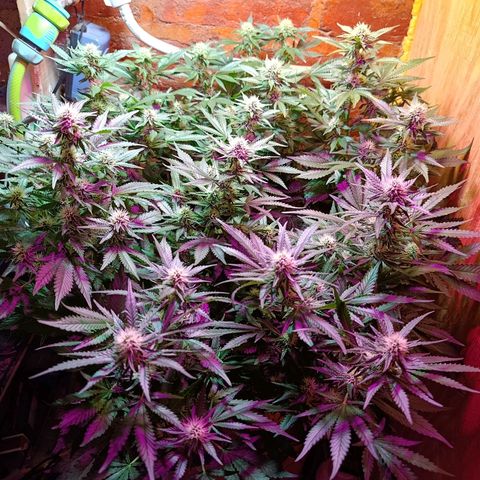 Satélite - clone factory growlog timeline photo