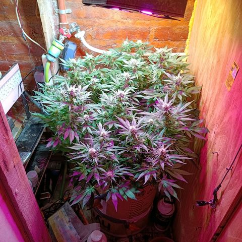Satélite - clone factory growlog timeline photo