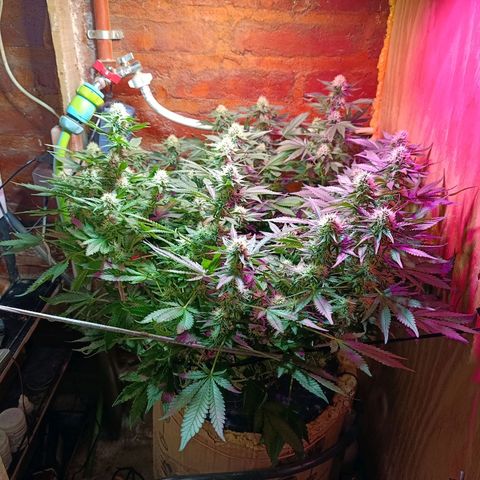 Satélite - clone factory growlog timeline photo
