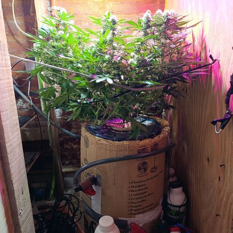 Satélite - clone factory growlog timeline photo