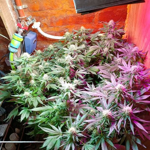 Satélite - clone factory growlog timeline photo