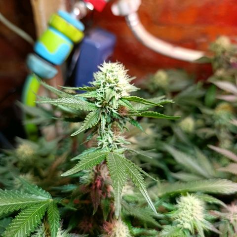 Satélite - clone factory growlog timeline photo