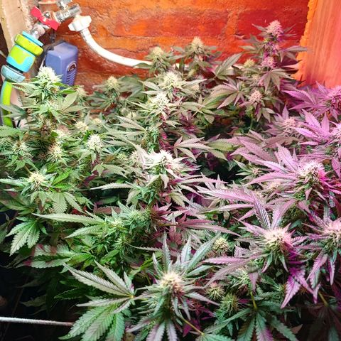 Satélite - clone factory growlog timeline photo