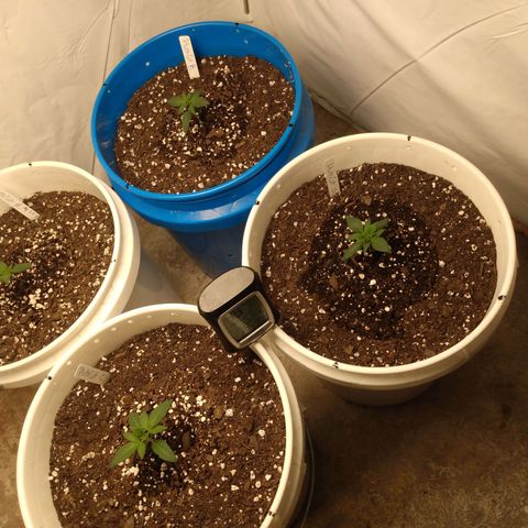Pluto Cut R F3 (2) growlog timeline photo