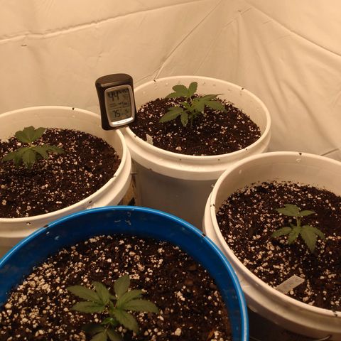 Pluto Cut R F3 (2) growlog timeline photo