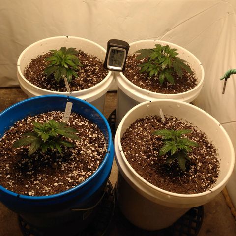 Pluto Cut R F3 (2) growlog timeline photo