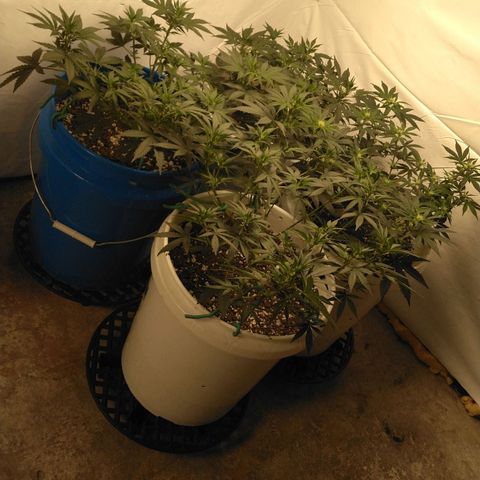 Pluto Cut R F3 (2) growlog timeline photo