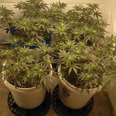 Pluto Cut R F3 (2) growlog timeline photo