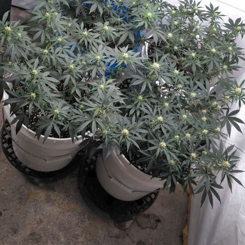 Pluto Cut R F3 (2) growlog timeline photo