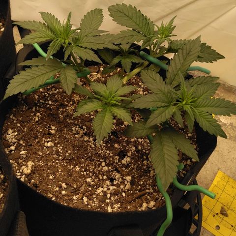 Runtz (1) growlog timeline photo