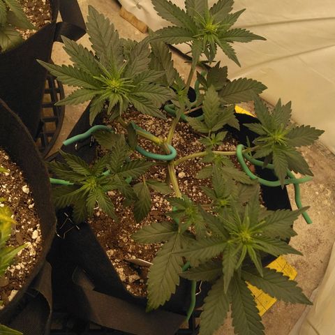 Runtz (1) growlog timeline photo